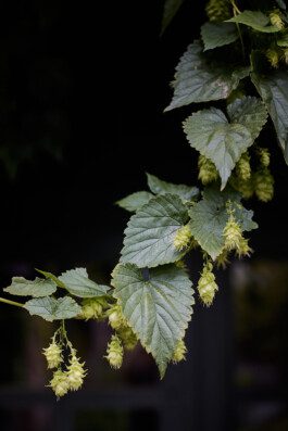 Ferienwohnung am Dorfbrunnen